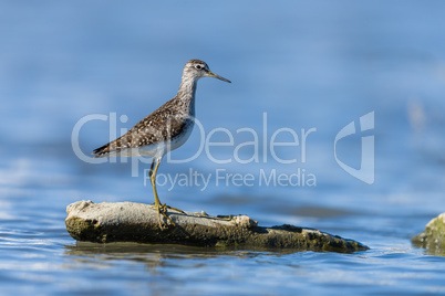 green Sandpiper