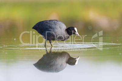 Eurasian Coot