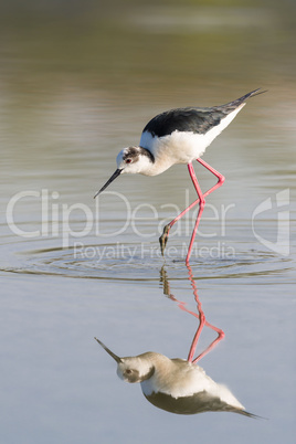 Black winged stilt