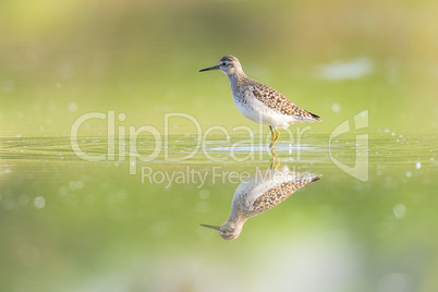 Green Sandpiper