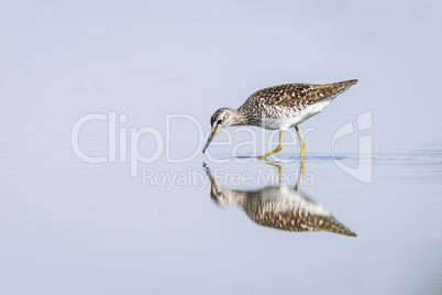 Green Sandpiper