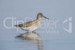 Ruff on a Pond