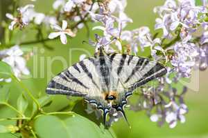 Scarce Swallowtail