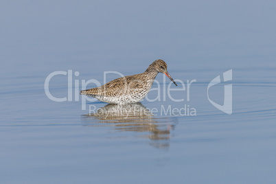 Ruff on a Pond