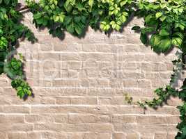 climbing plant on the white brick wall