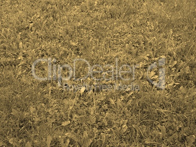 Grass meadow sepia