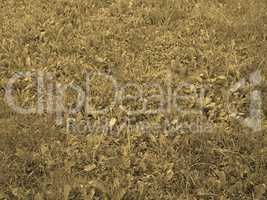 Grass meadow sepia