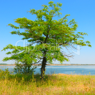 lonely tree on the shore of the Gulf