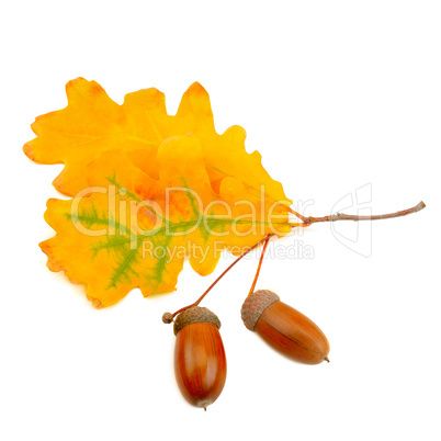 acorns and oak leaves isolated on white background