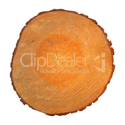 Wood section with growth rings isolated