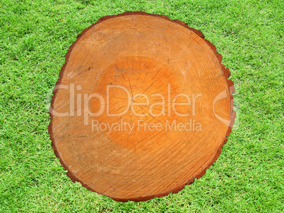 Wood section with growth rings in grass