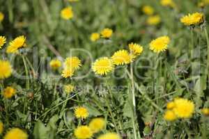 dandelion at spring day