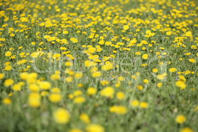 dandelion at spring day