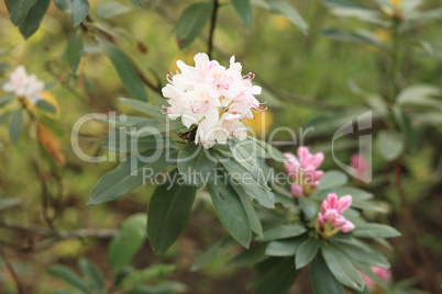 white Flowers at spring