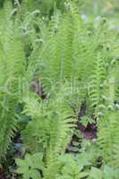 green fern at day