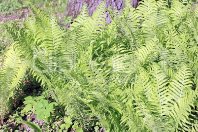 green fern at day