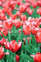 Red Tulip at Spring