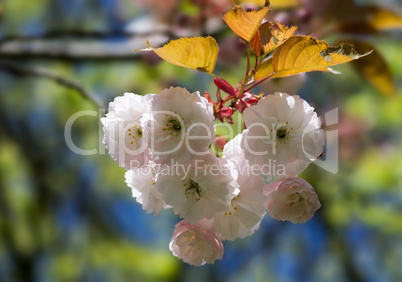 kirschblüten