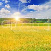 wheat field and sunrise in the blue sky