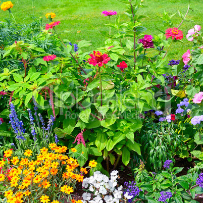 Blossoming flowerbeds