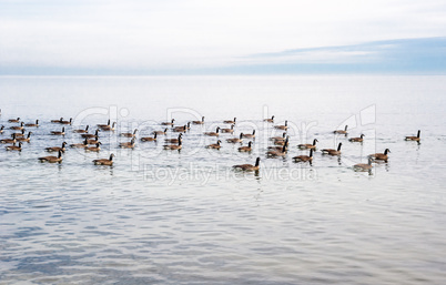 Flock of Canada Geese swimming across lake.