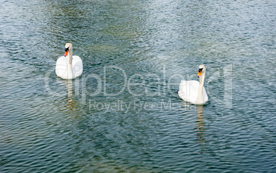 Two adult mute swans approaching on water.