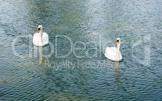 Two adult mute swans approaching on water.