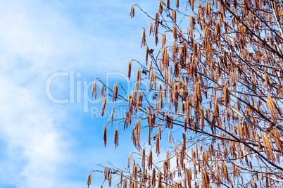 Tree branches with long flower pods on sky.