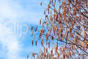 Tree branches with long flower pods on sky.