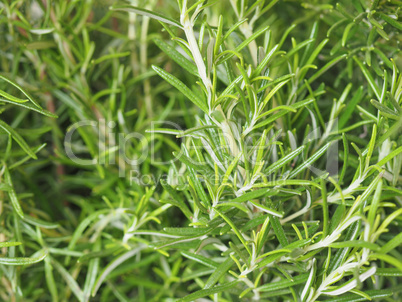 Green Rosemary plant