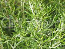 Green Rosemary plant