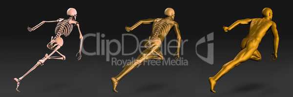 Medical Illustration of Human Body and Bones