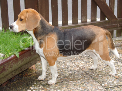 Beagle