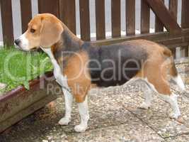 Beagle