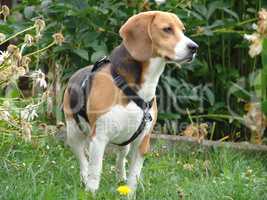 Beagle