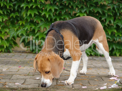 Beagle