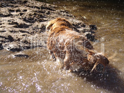 Dackel im Wasser