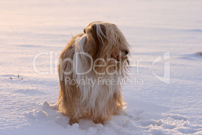 Mischlingshund im Schnee