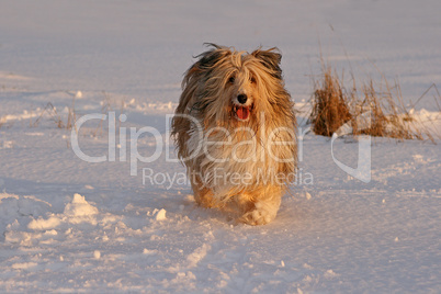 Mischlingshund und Dackel im Schnee