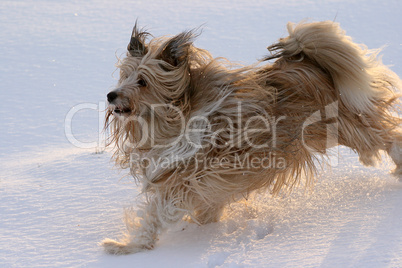 Mischlingshund im Schnee