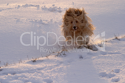 Mischlingshund im Schnee