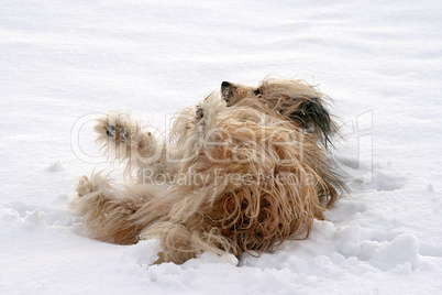 Mischlingshund im Schnee