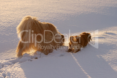 Mischlingshund und Dackel im Schnee