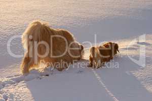 Mischlingshund und Dackel im Schnee