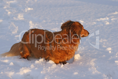 Dackel im Schnee