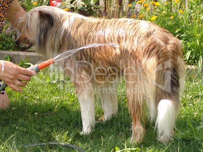 Hund wird gewaschen