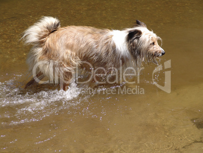 Mischlingshund im Wasser