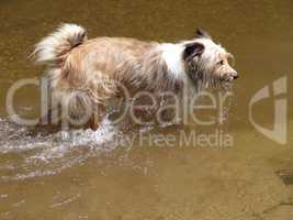 Mischlingshund im Wasser