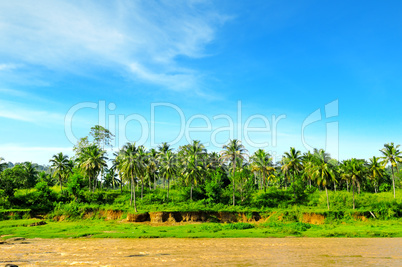 Tropical palm forest on the river bank