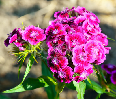 colorful carnation flowers on blurred background